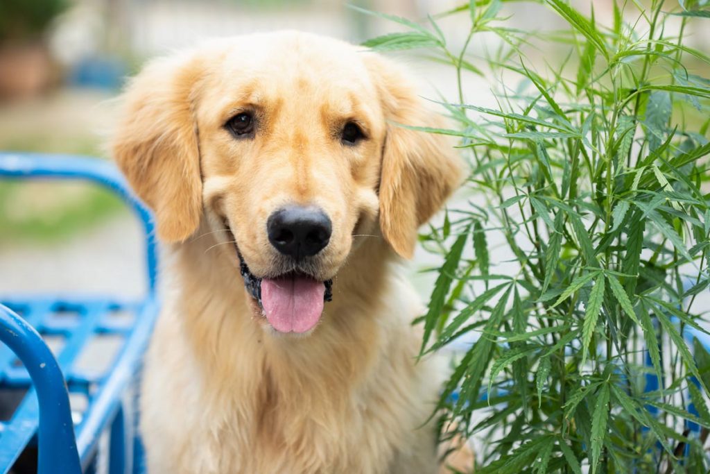 chien et plante de cannabis